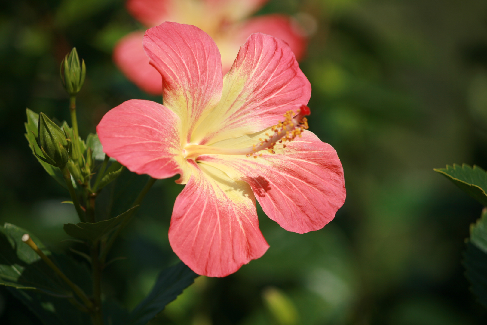 Hibiskusblüte