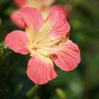 Hibiskusblüte