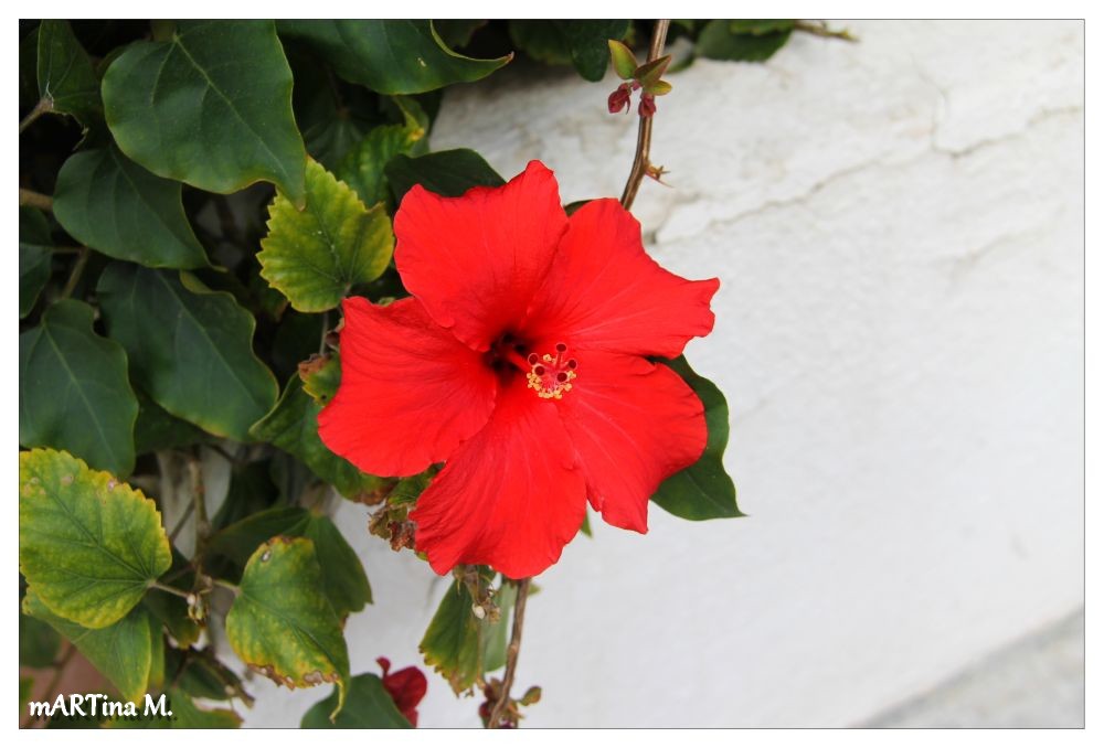 Hibiskusblüte