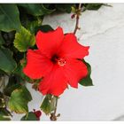 Hibiskusblüte