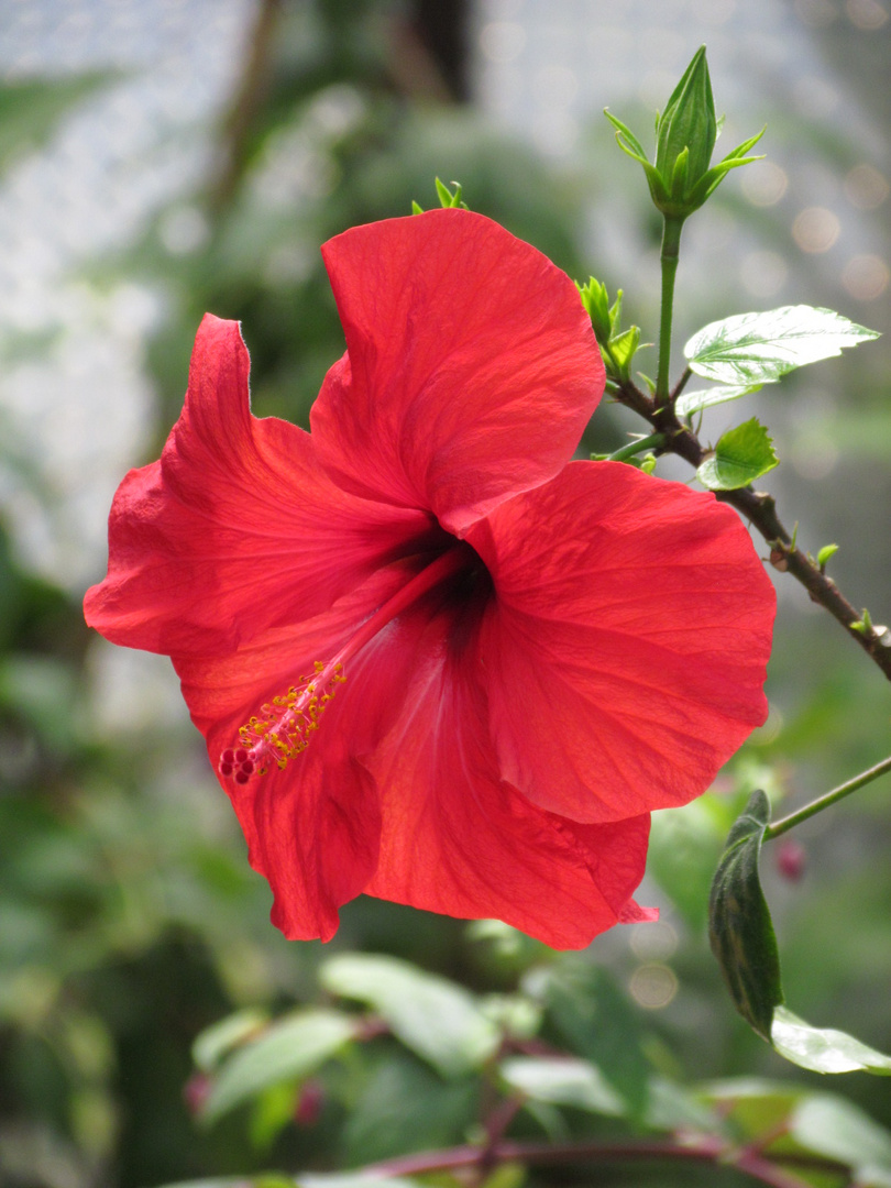 Hibiskusblüte