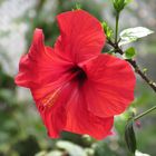 Hibiskusblüte