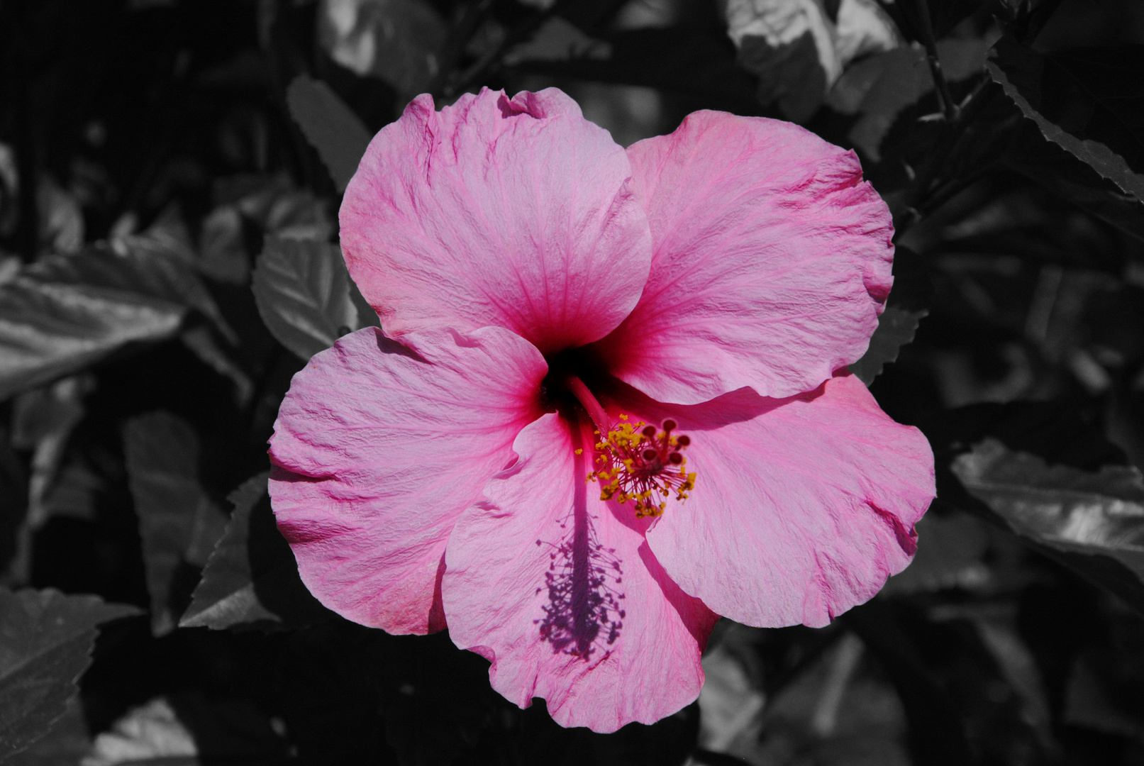 Hibiskusblüte