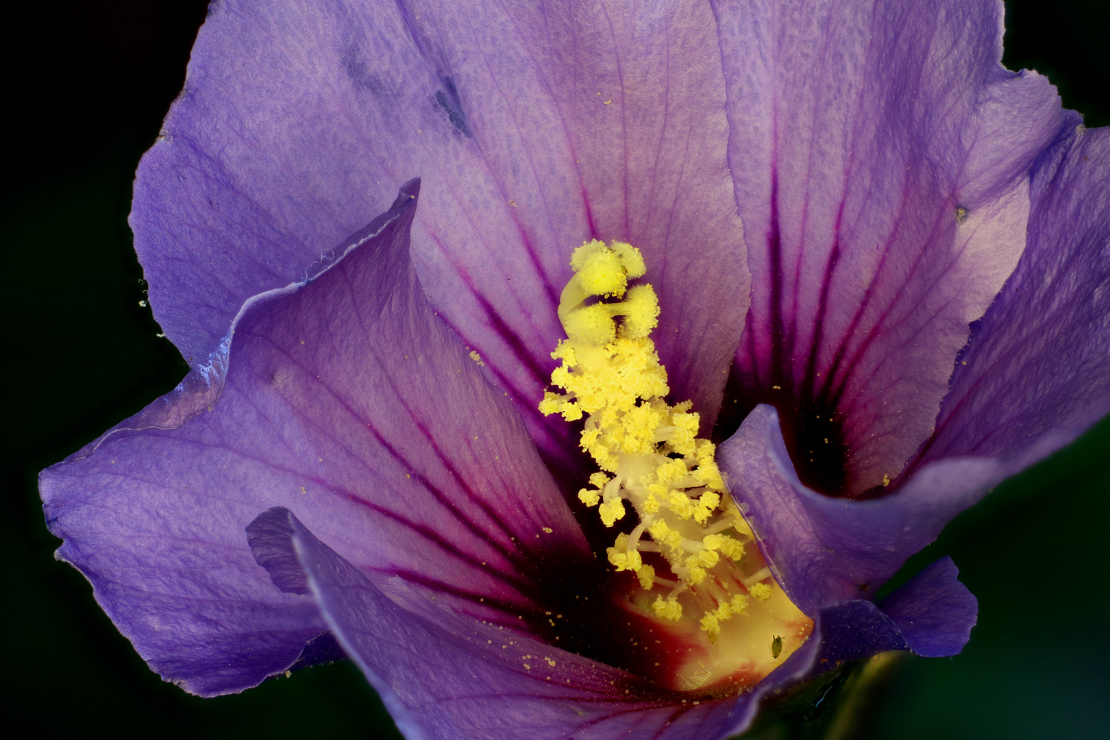 Hibiskusblüte