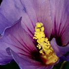 Hibiskusblüte