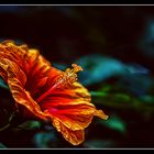 Hibiskusblüte