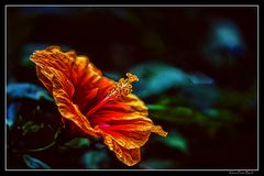 Hibiskusblüte