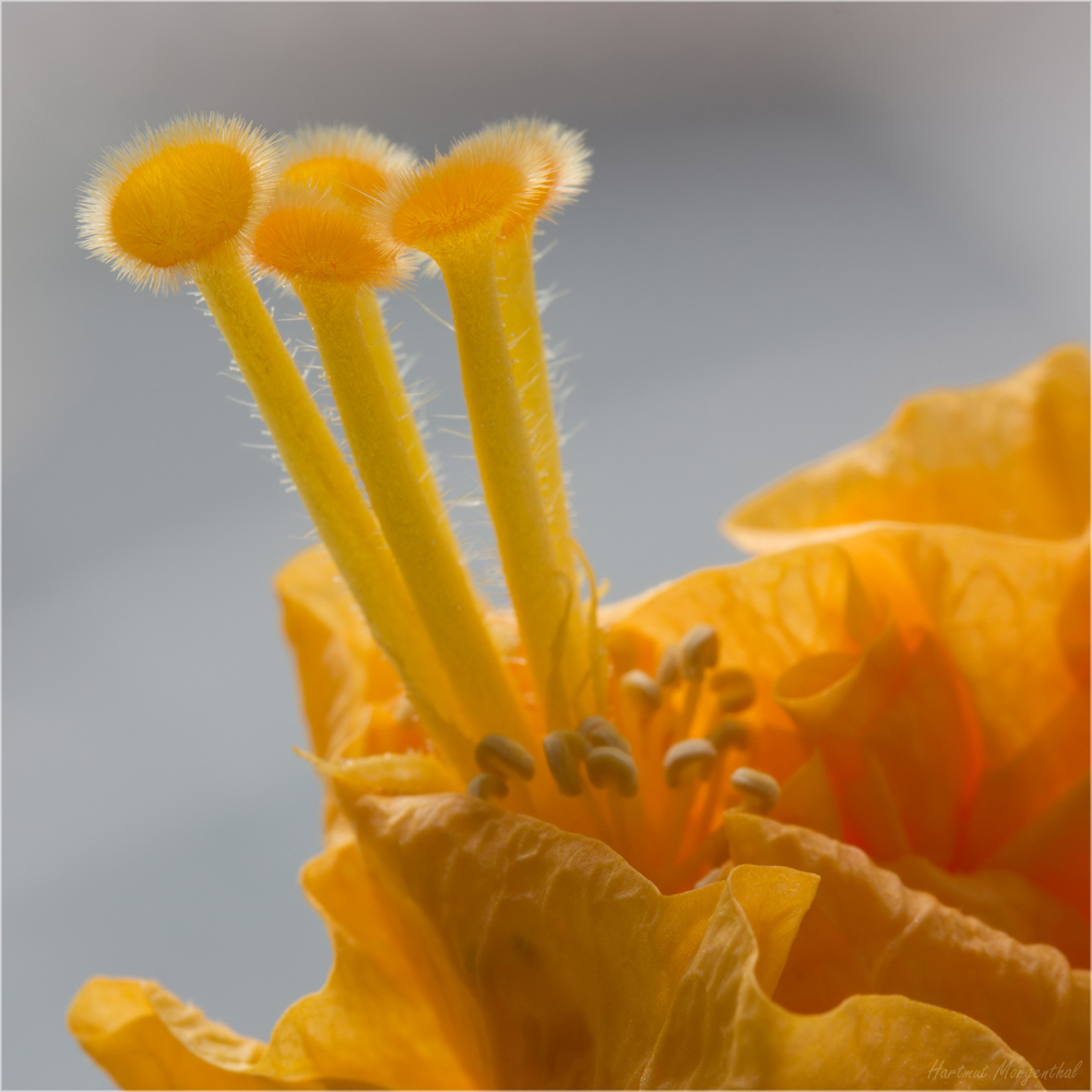 Hibiskusblüte