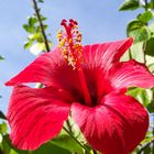 Hibiskusblüte