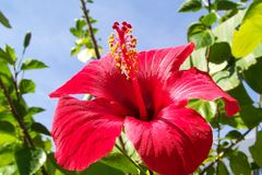 Hibiskusblüte