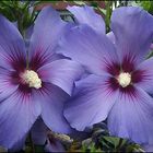 Hibiskusblüte