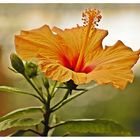 Hibiskusblüte