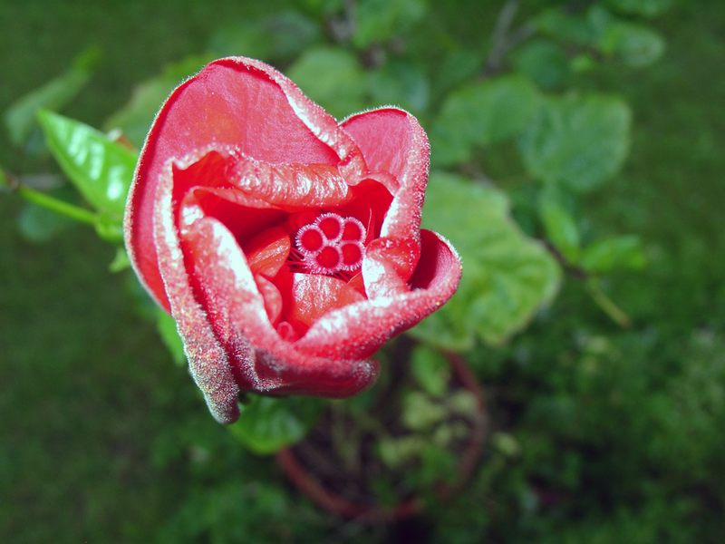 Hibiskusblüte