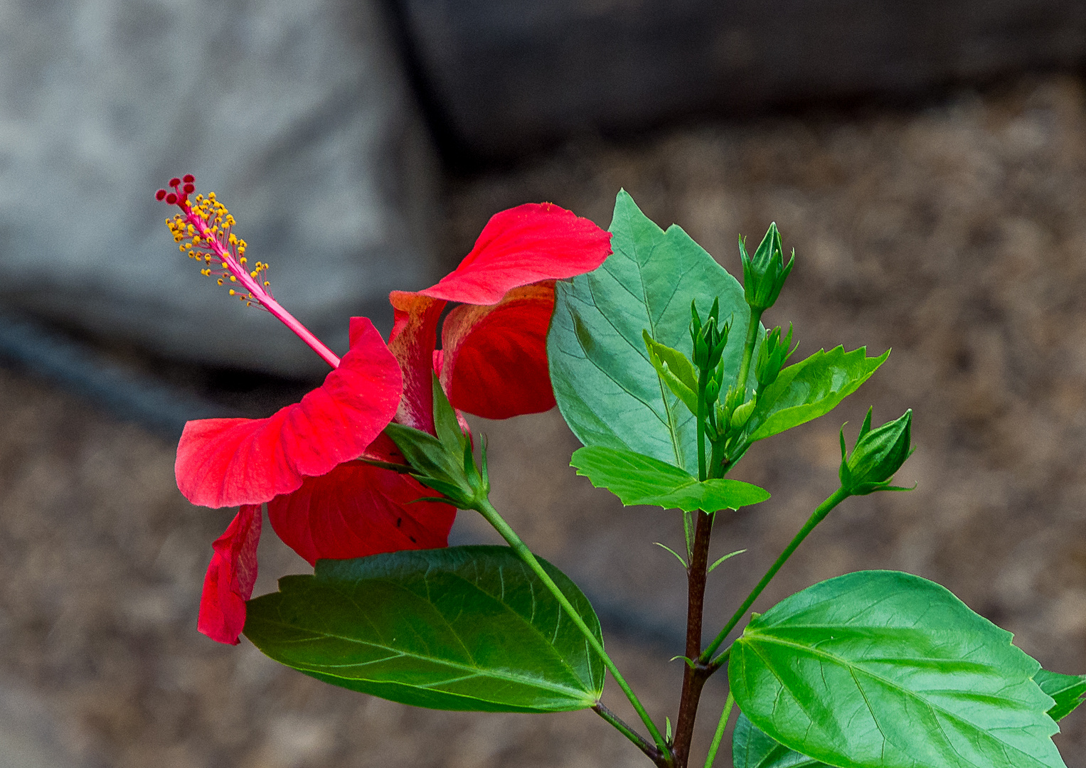 Hibiskusblüte