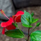 Hibiskusblüte