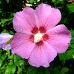 Hibiskusblüte