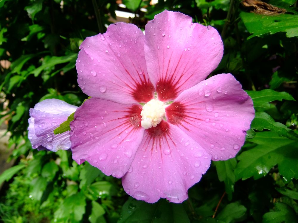 Hibiskusblüte