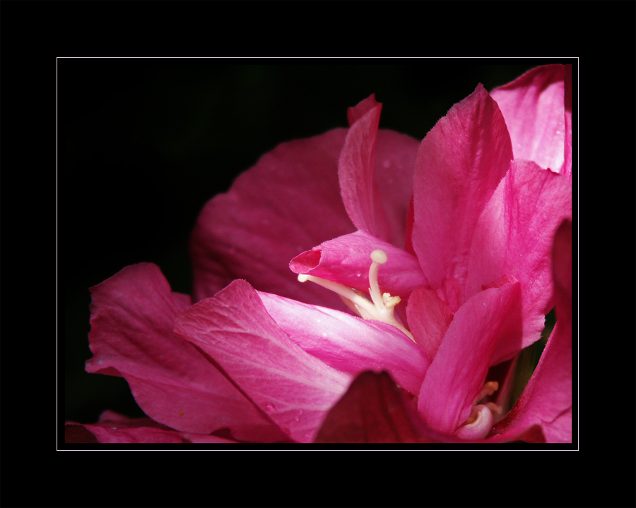 Hibiskusblüte....