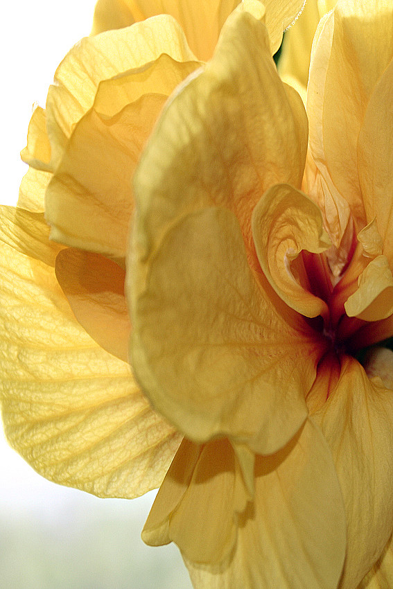 hibiskusblüte