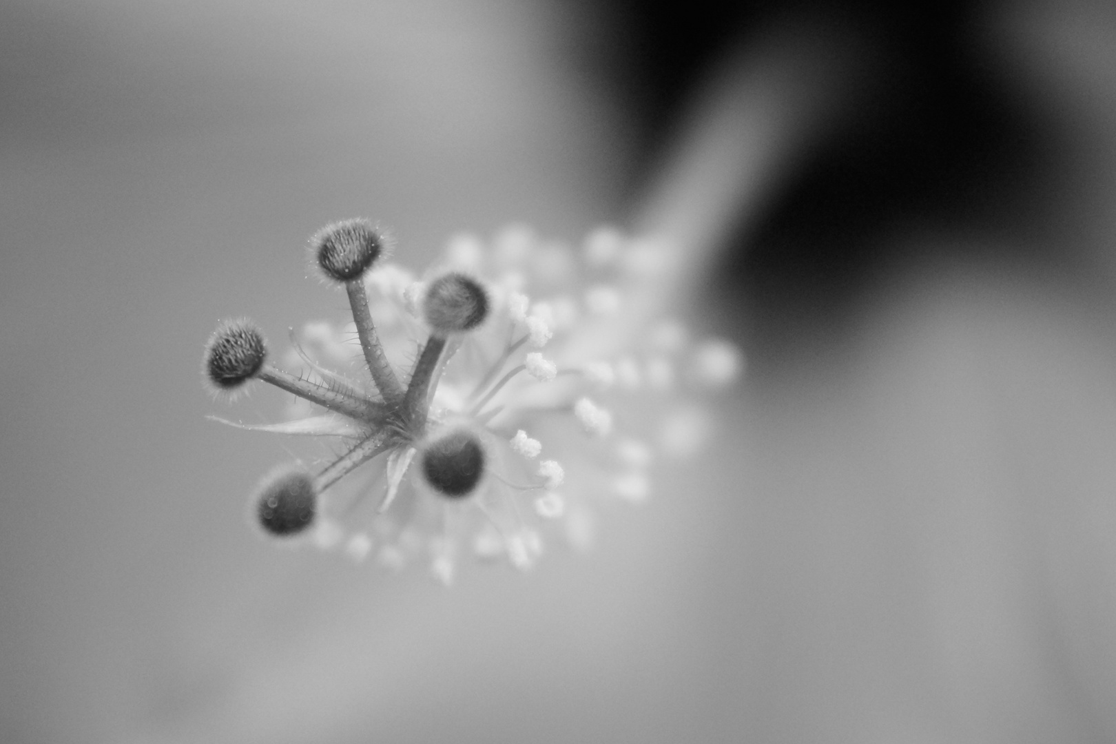 Hibiskusblüte