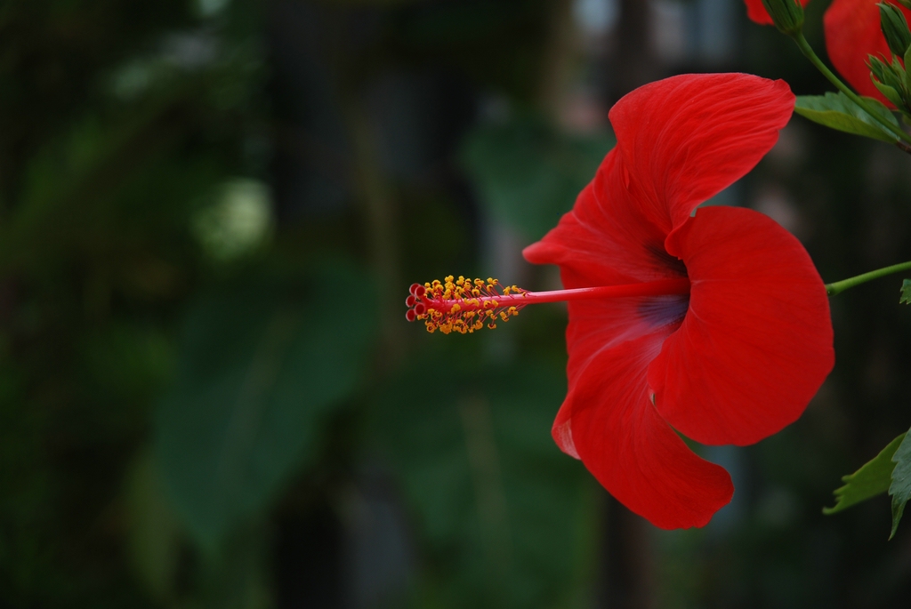 Hibiskusblüte