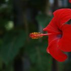 Hibiskusblüte