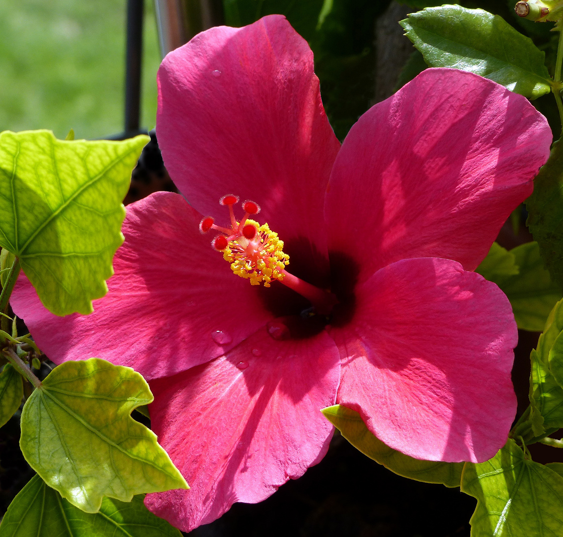 Hibiskusblüte