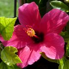 Hibiskusblüte