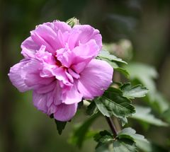 Hibiskusblüte