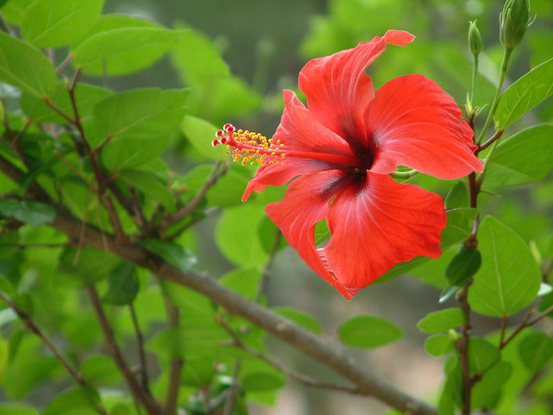 Hibiskusblüte