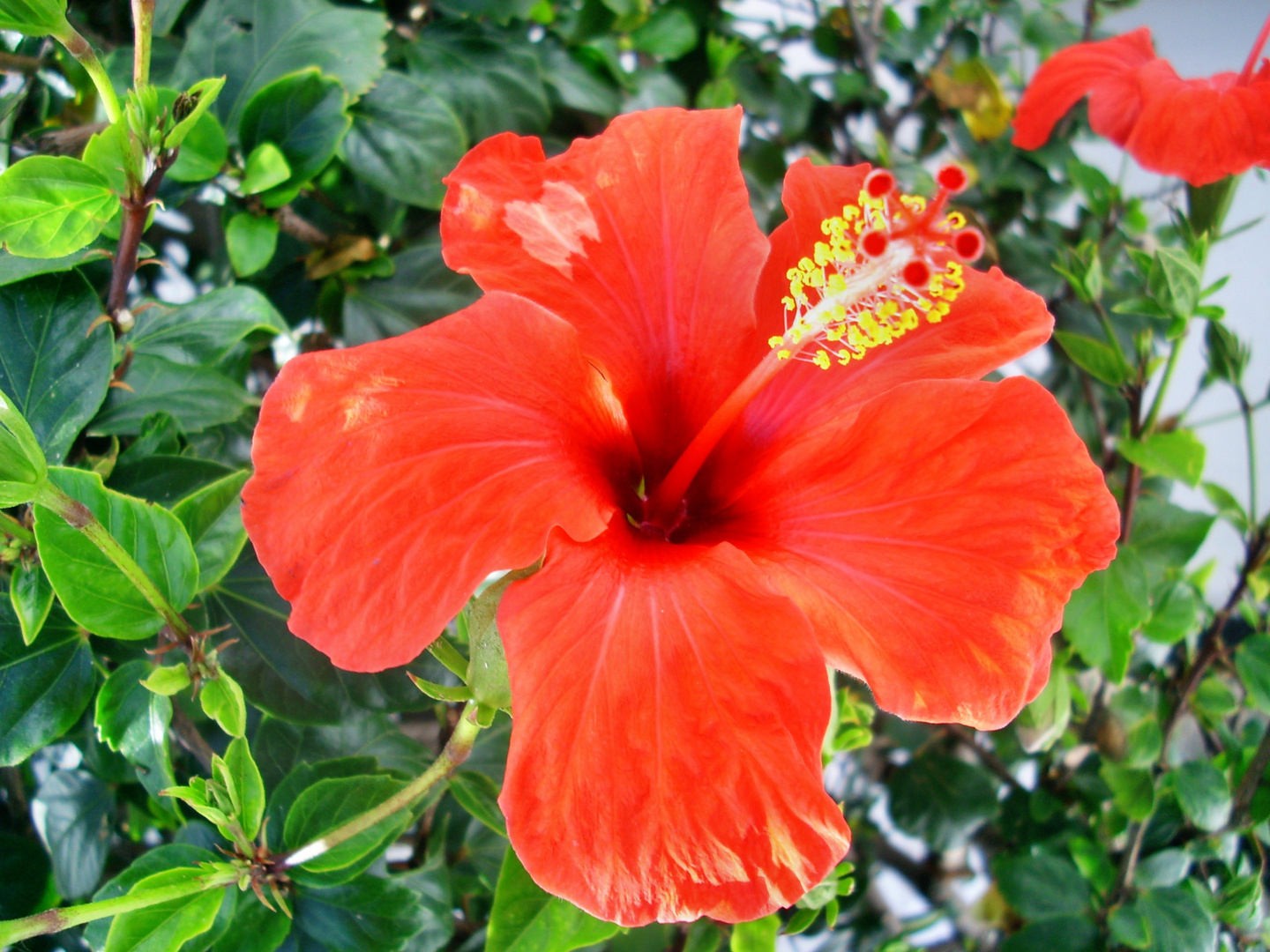 Hibiskusblüte