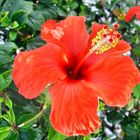 Hibiskusblüte