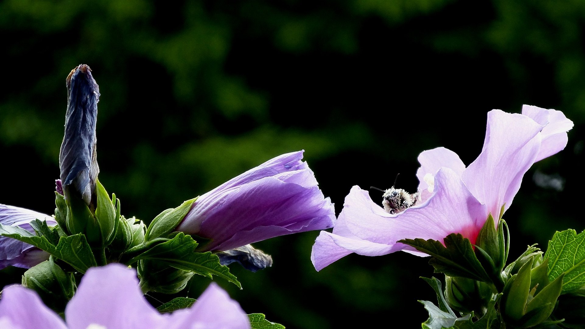 Hibiskusblüte 7