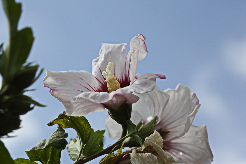 Hibiskusblüte