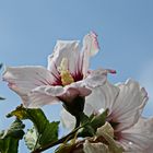 Hibiskusblüte