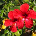 Hibiskusblüte