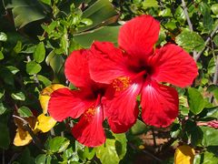 Hibiskusblüte