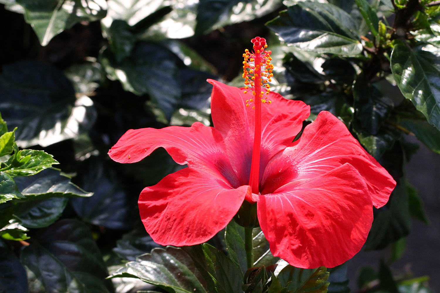 Hibiskusblüte