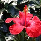 Hibiskusblüte