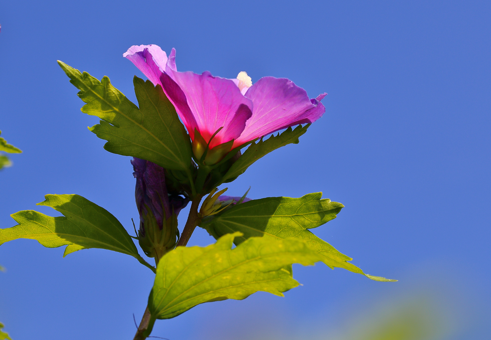 Hibiskusblüte...