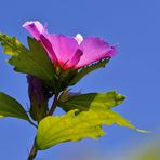 Hibiskusblüte...