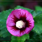 Hibiskusblüte