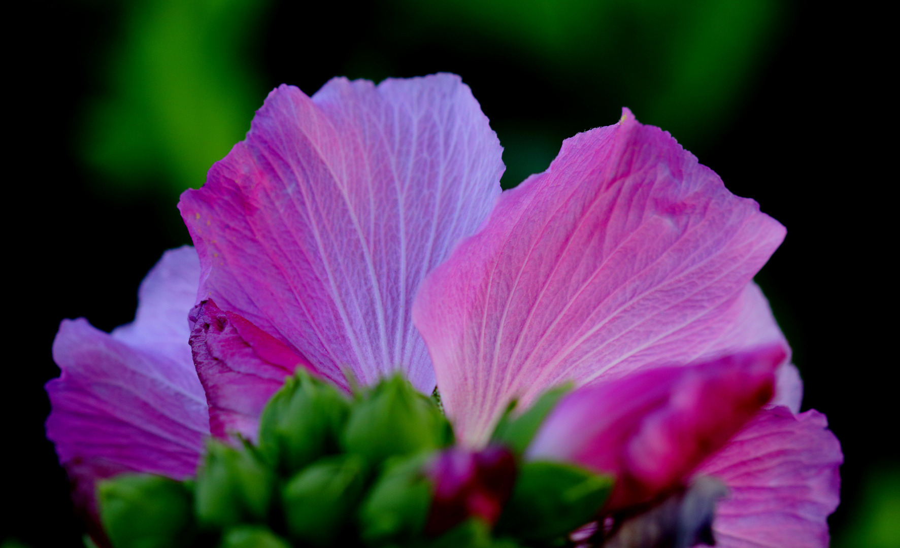 Hibiskusblüte