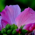 Hibiskusblüte