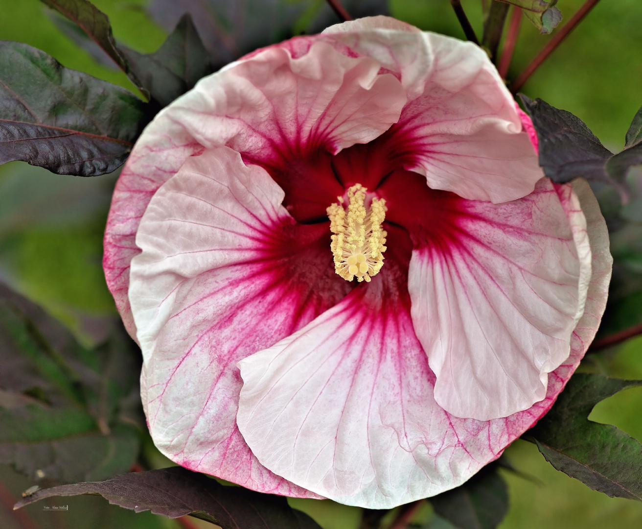 Hibiskusblüte