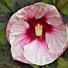 Hibiskusblüte