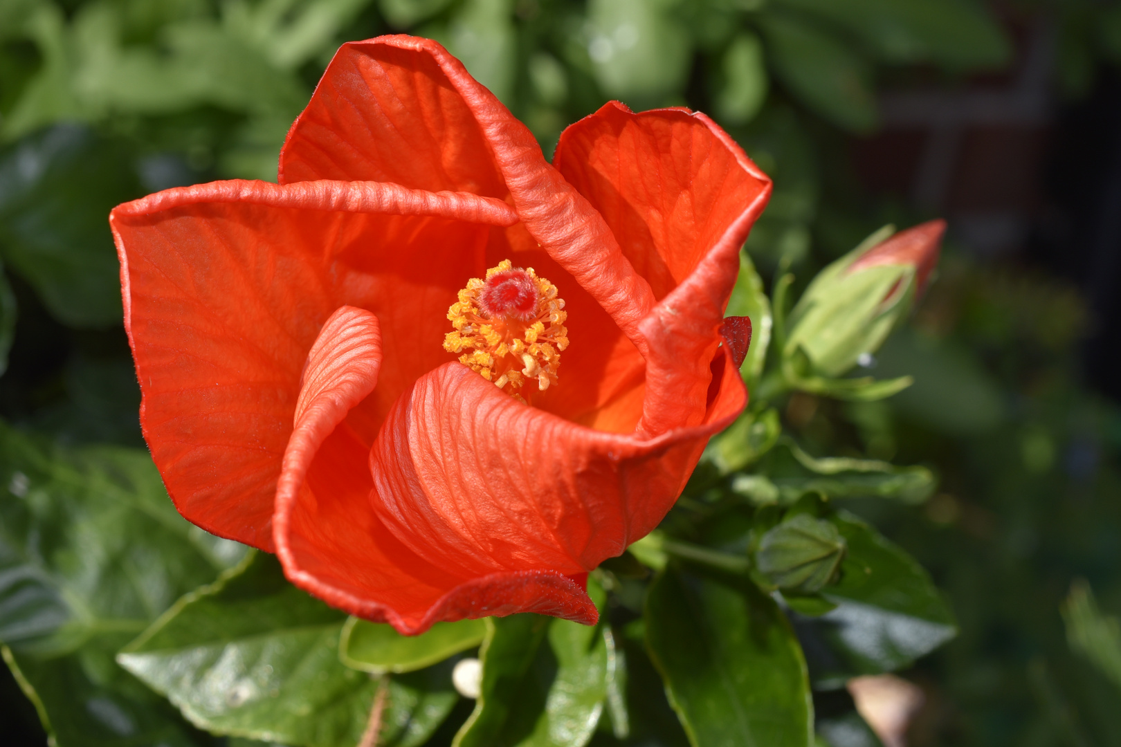 Hibiskusblüte