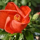 Hibiskusblüte