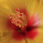 Hibiskusblüte