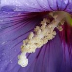 hibiskusblüte